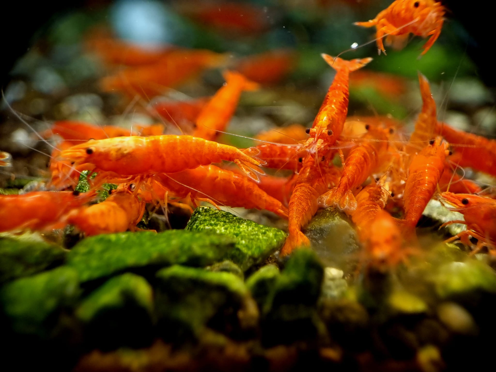 Tropicflow | Orange Pumpkin Spice Sakura Neocaridia Shrimp