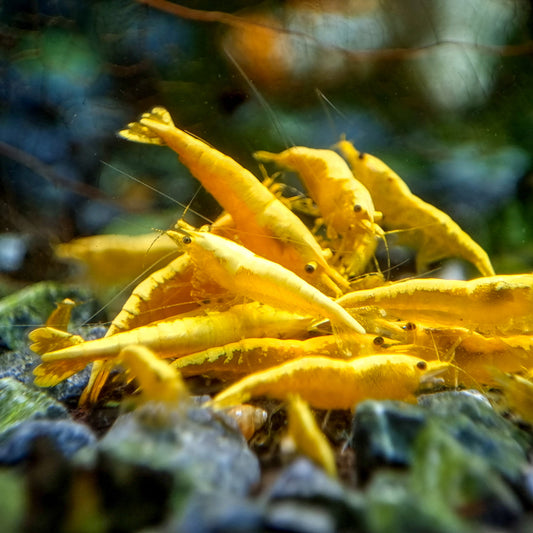 Yellow Golden Back Shrimp