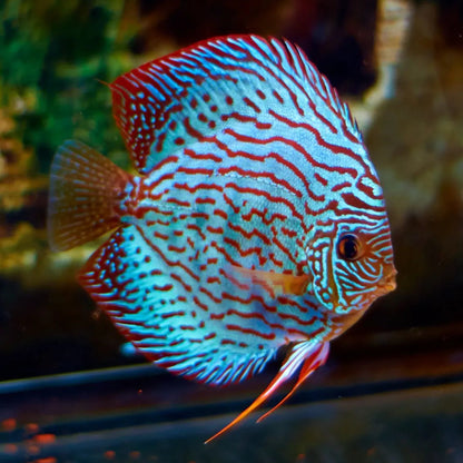 Blue Turquois Discus Fish