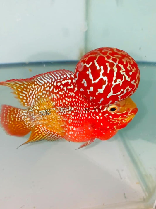 Golden Base Kamfa Flowerhorn Cichlid | You Pick Fish |