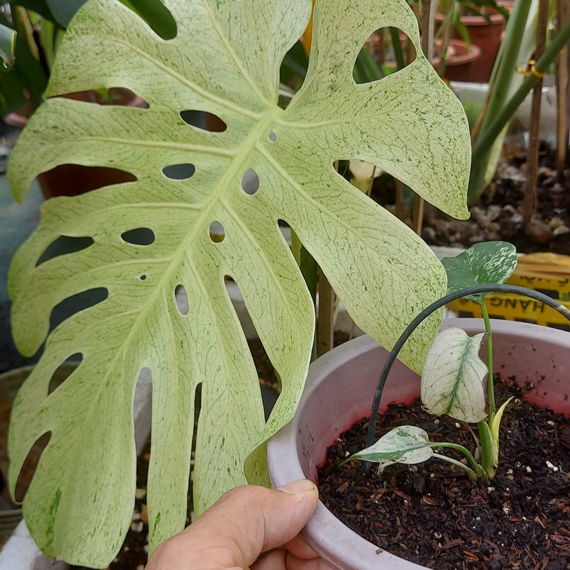 Variegated Monstera White Monster Plant