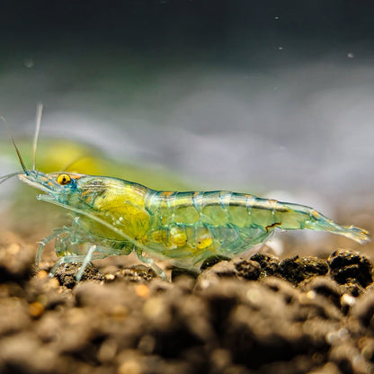 Blue Jelly Neocaridina Shrimp