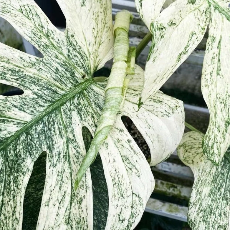 Variegated Monstera White Monster Tissue Culture Plant