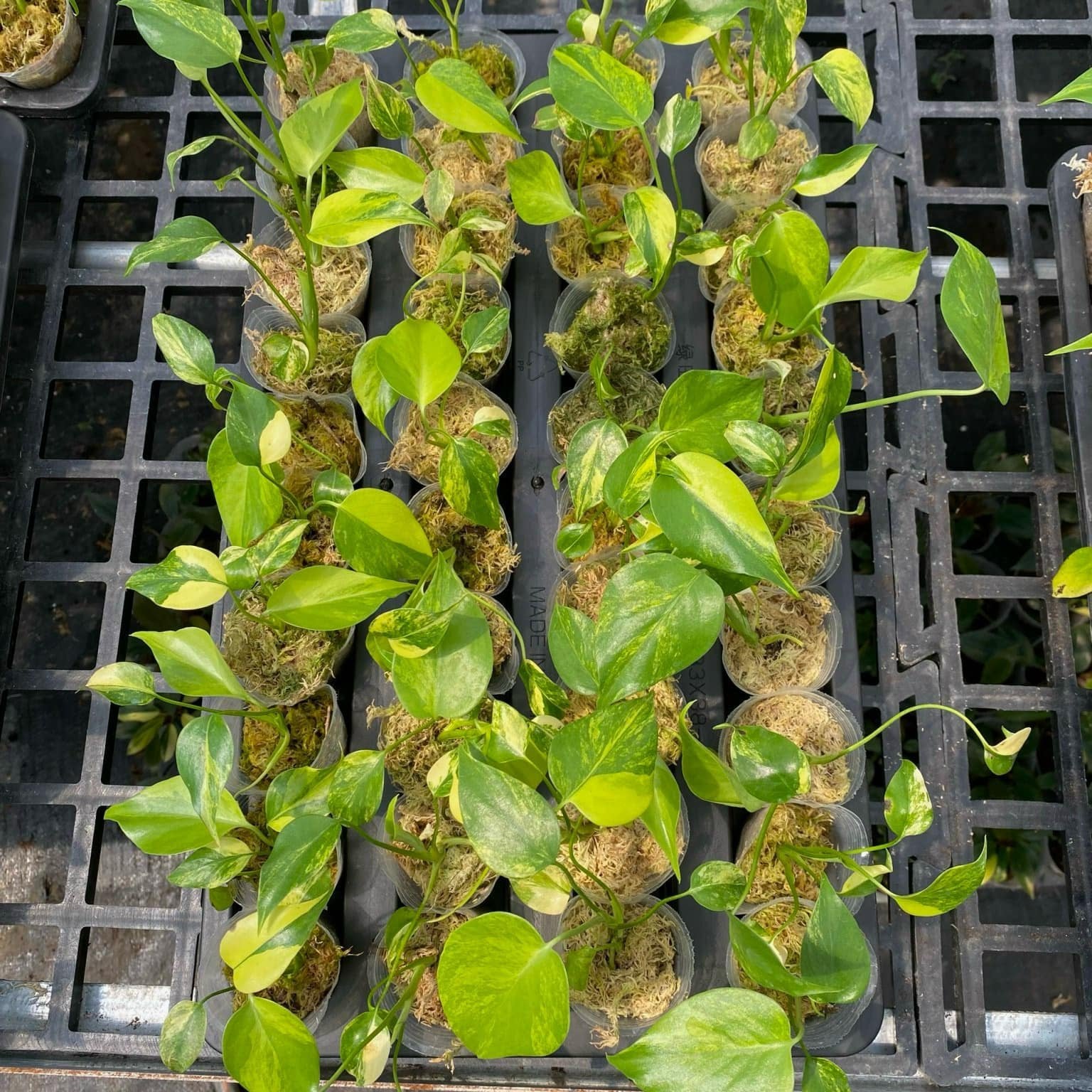 Well-Rooted Variegated Monstera Yellow Marilyn Plant