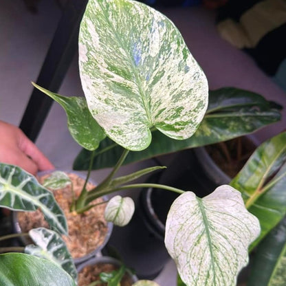 Variegated Monstera White Monster Tissue Culture Plant