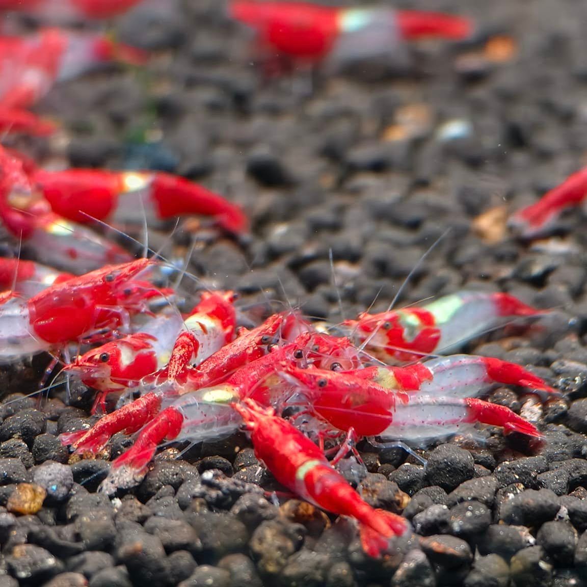 Red Rili Neocaridina Shrimp