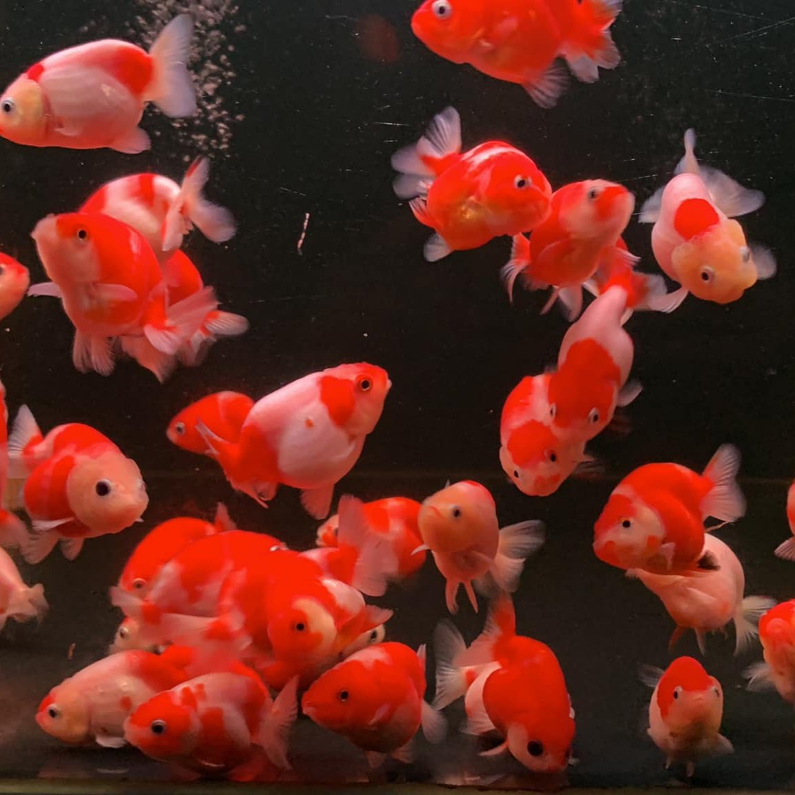 Sakura Ranchu Goldfish | Grower Pick | Tropicflow