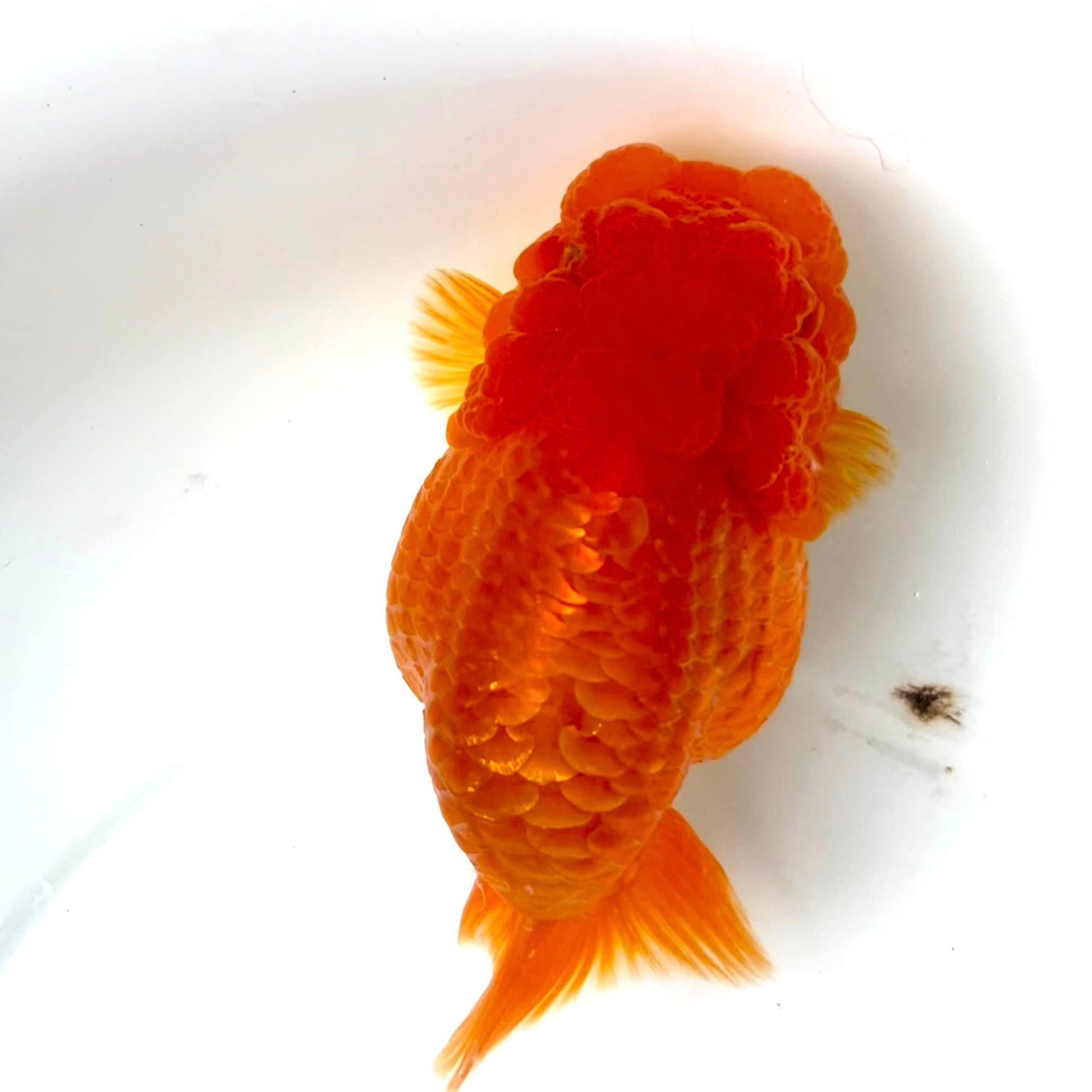 Full Scale Ranchu Goldfish | Grower Pick