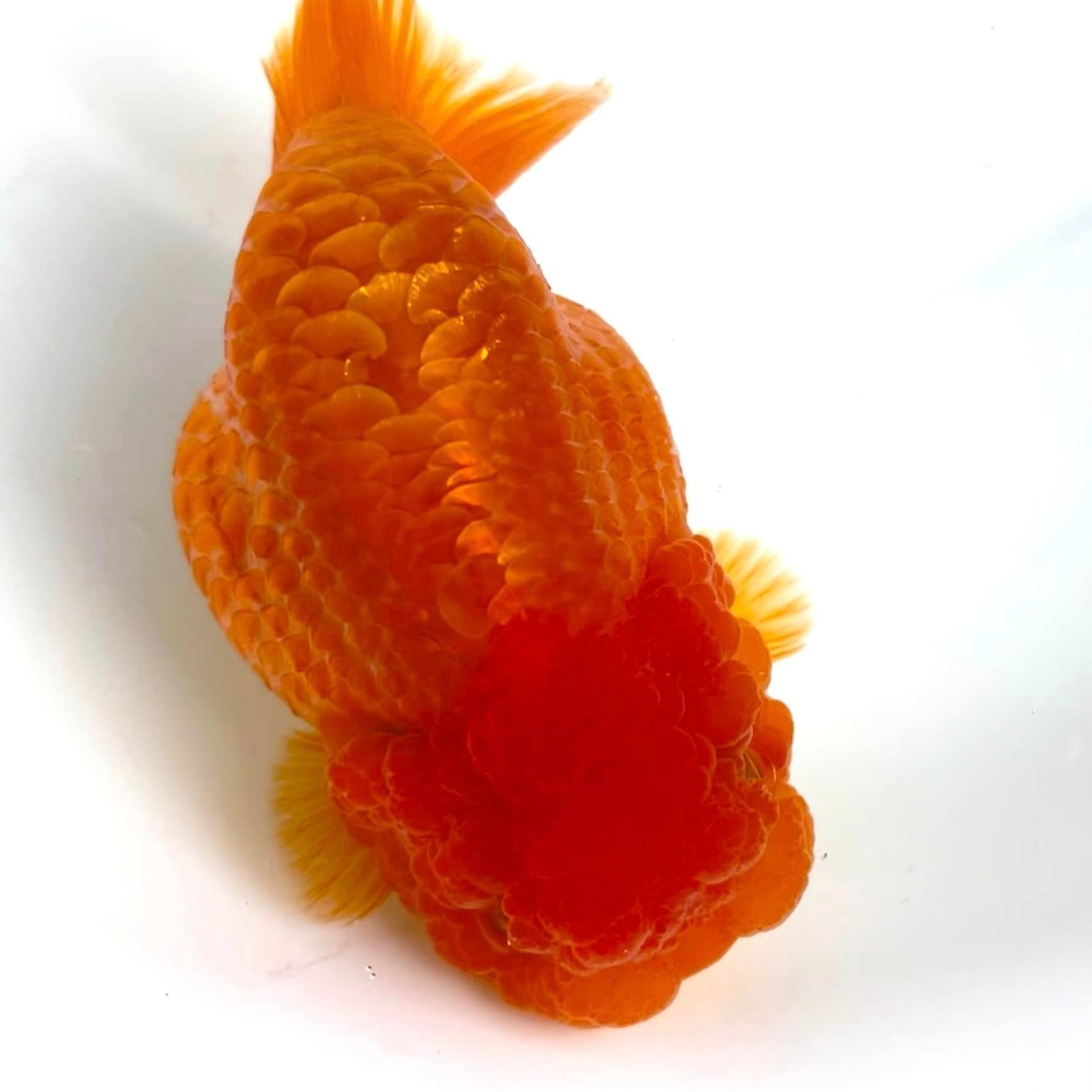 Ranchu Goldfish for Sale | Tropic Flow – Tropicflow
