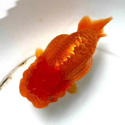 Full Scale Ranchu Goldfish | Grower Pick