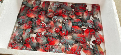 Super Red Dragon Flowerhorn Cichlid | High Grade | Grower Pick