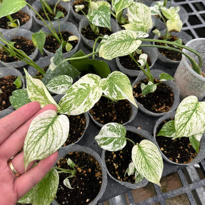 Well-Rooted Variegated Monstera White Monster Plant