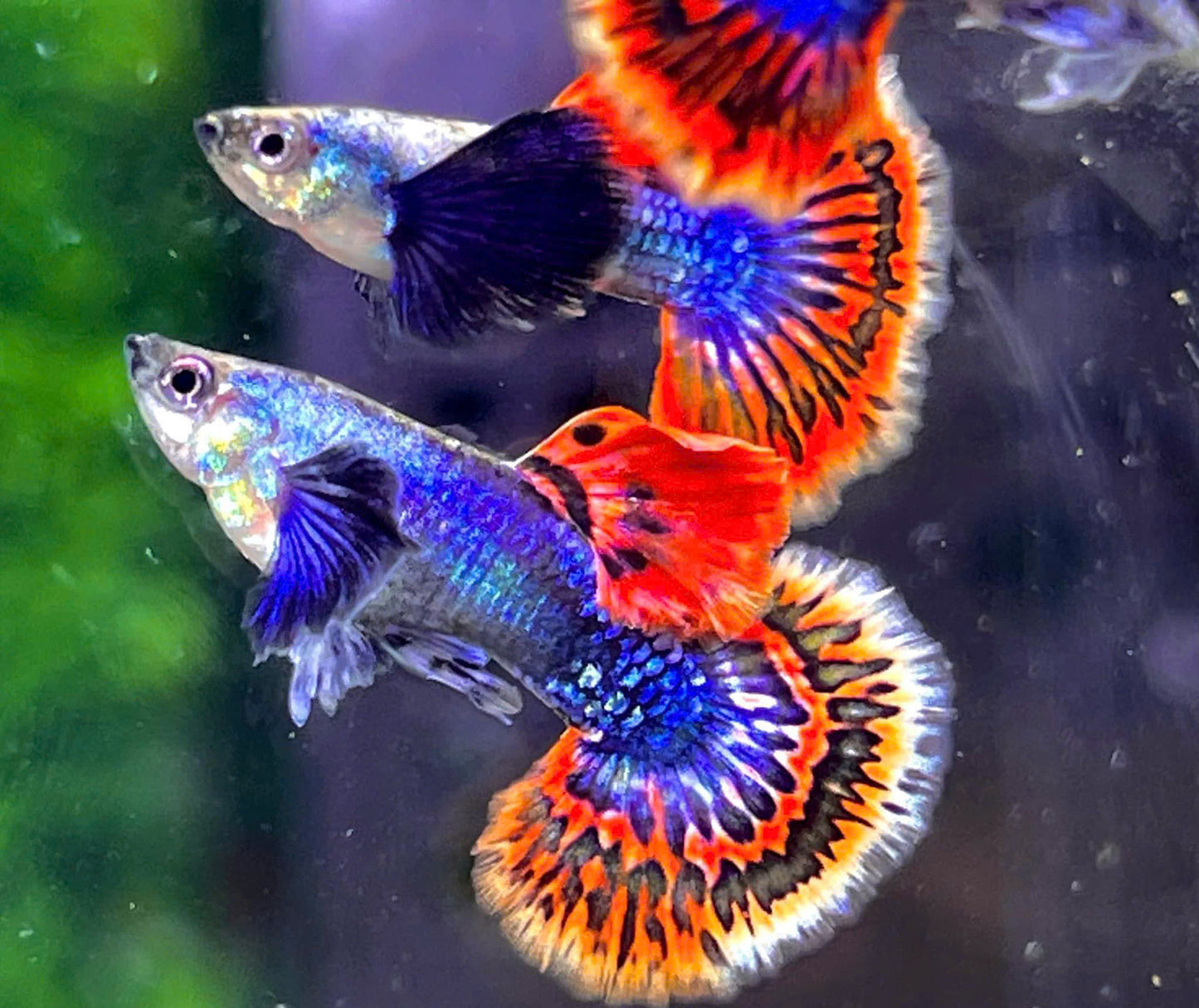 Dumbo Red Tail Guppy Fish