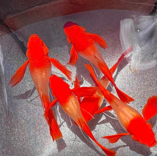 Koi Red Ear Guppy Fish