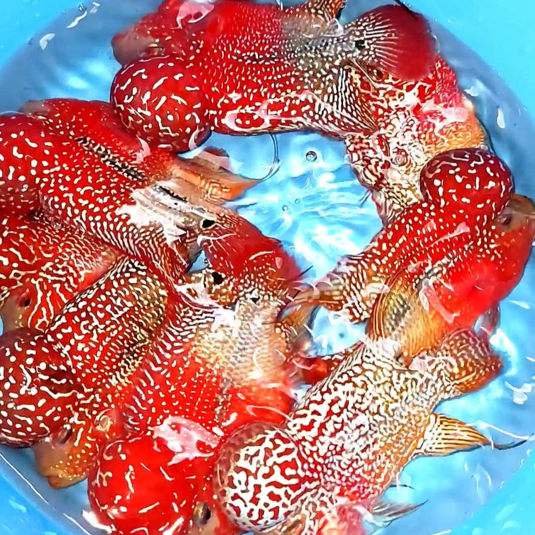 Flowerhorn Cichlid Fish – Tropicflow