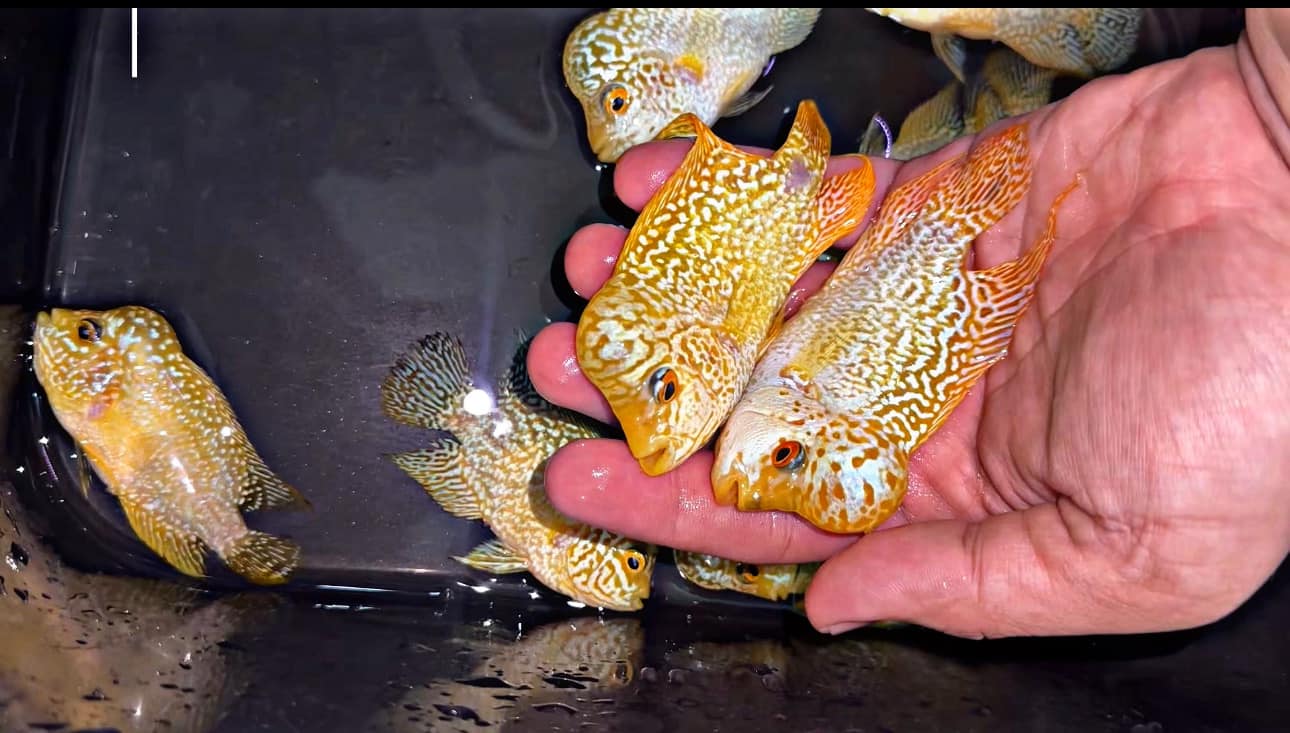 Flowron Fish Flowerhorn Cichlid Fish – Tropicflow