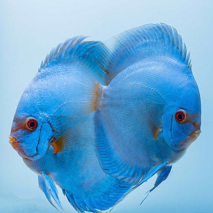 Blue Diamond Discus Fish