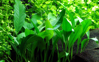 Anubias Glabra