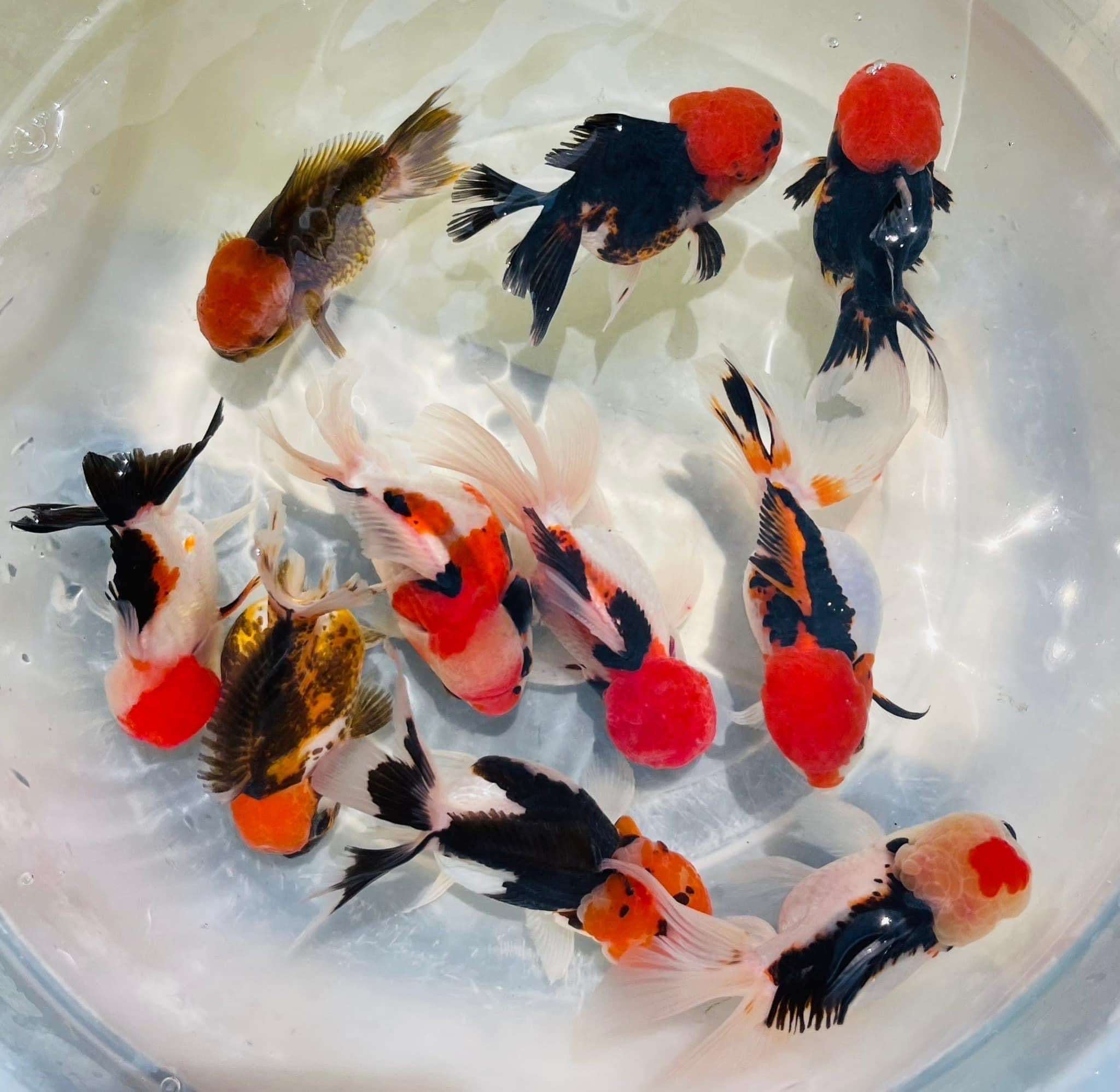 Orandea Goldfish Colors Price