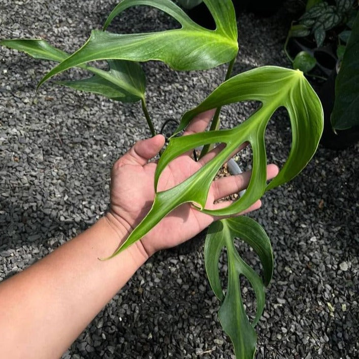 Monstera Burle Marx Flame Tissue Culture Plant