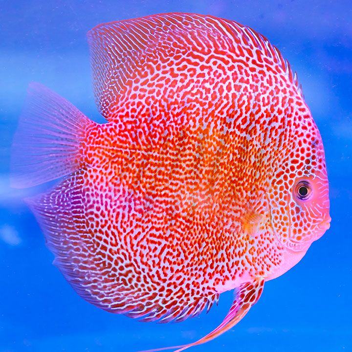 Leopard Discus Fish