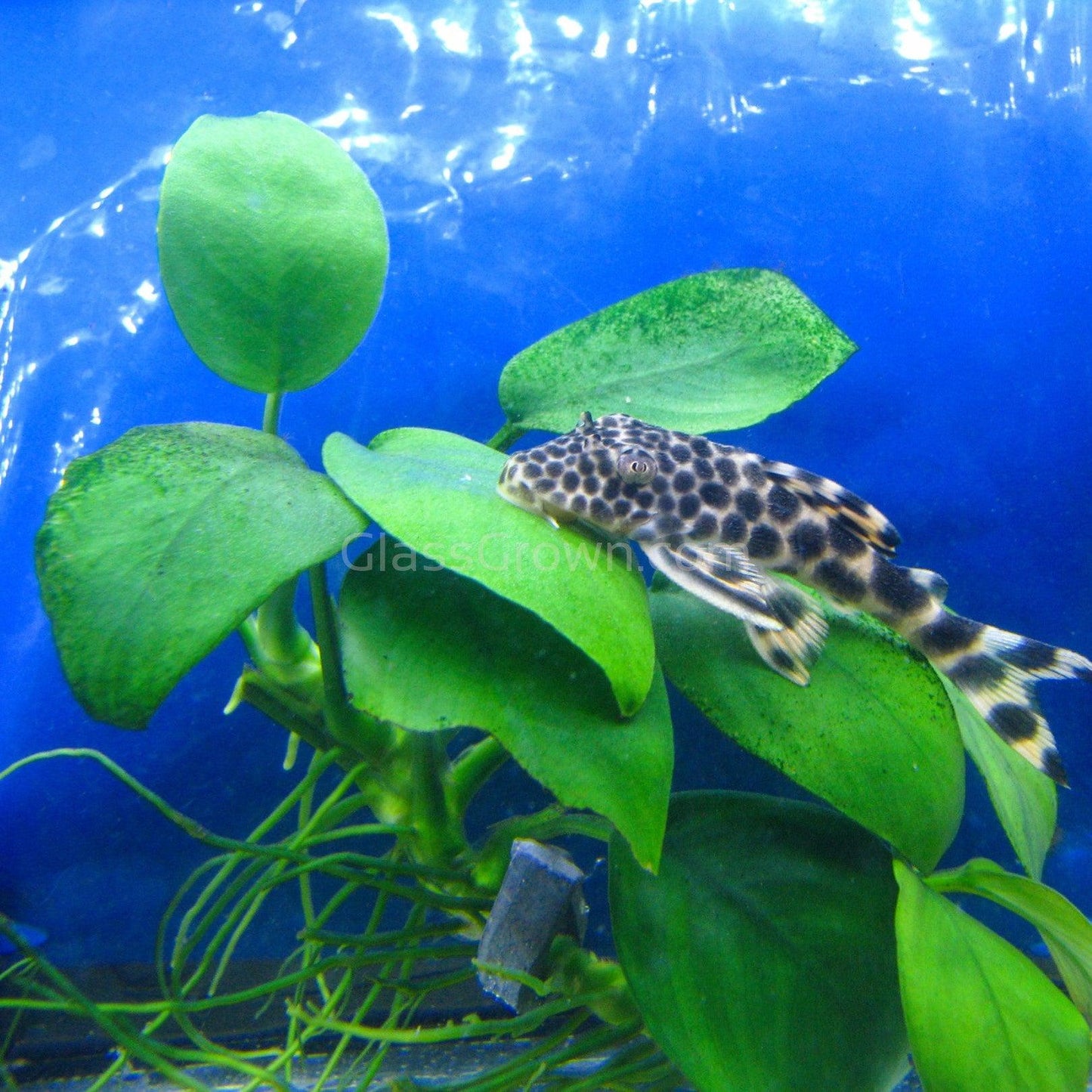 Anubias Nana Aquarium Plant