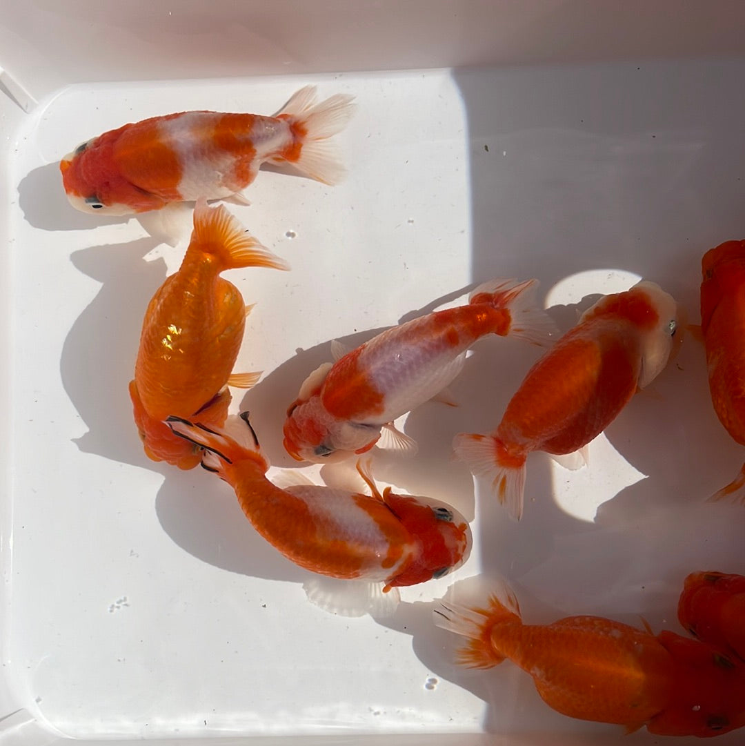 Baby Sakura Ranchu Goldfish 2.5 - 3 Inches