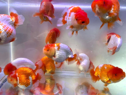 Red And White Double Chin Chuppy Face Ranchu Goldfish 3-4 Inches