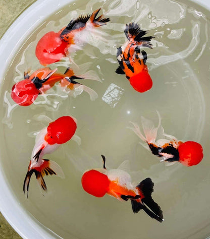 Tri Color Oranda Goldfish Mid Size 2 - 2.5 Inches