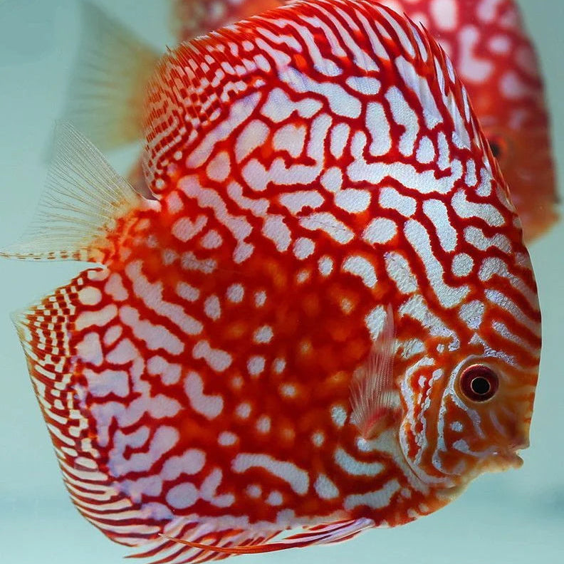 Red Panda Discus Fish