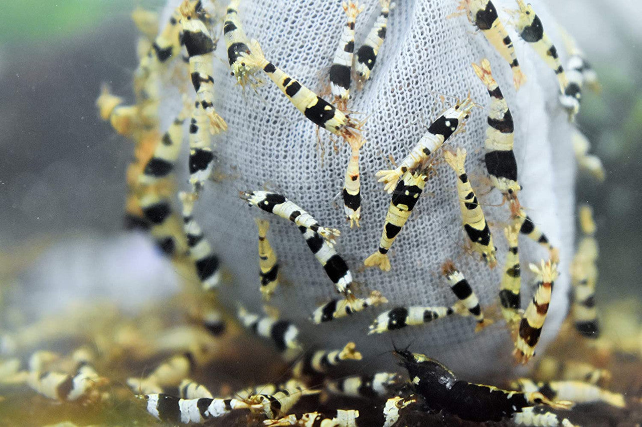 Crystal Black Caridina Shrimp