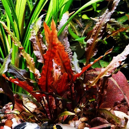 Cryptocoryne Wendtii "Red" Aquarium Plant