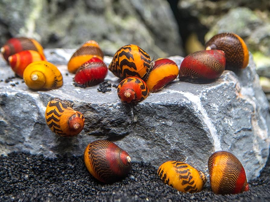 Red Racer Nerite Snail