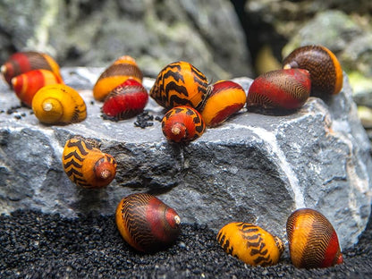 Red Racer Nerite Snail
