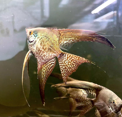 Platinum Leopard Angelfish