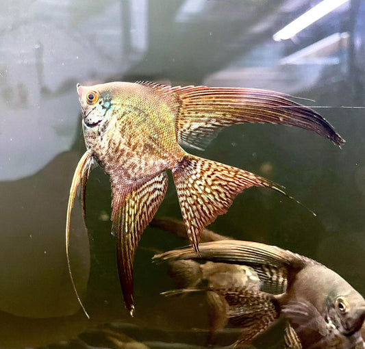 Platinum Leopard Angelfish