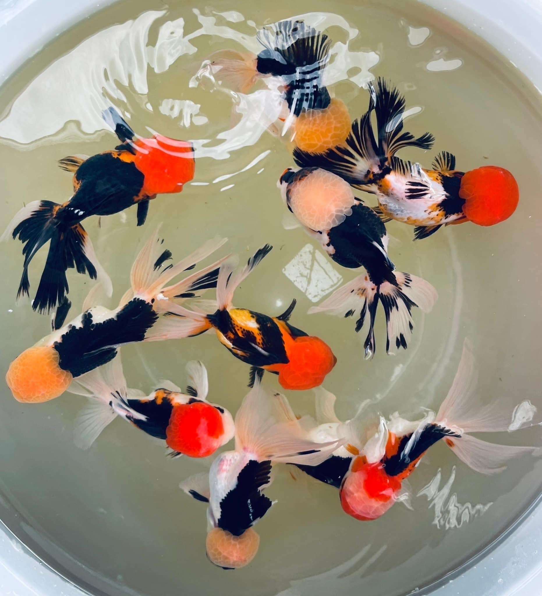 Orabda Oranda Goldfish for Sale | Tropic Flow – Tropicflow