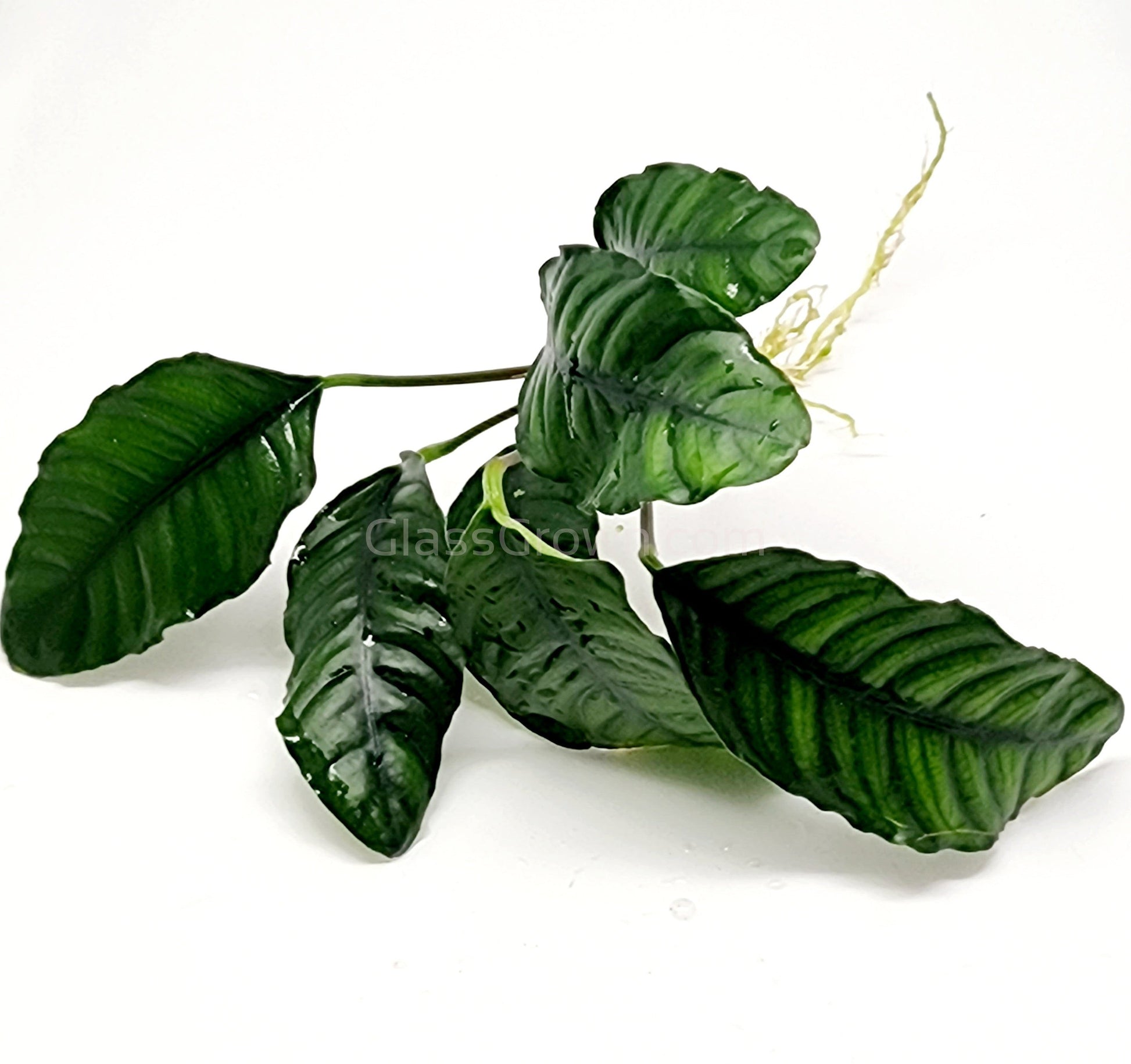 Anubias Coffeefolia Aquarium Plant