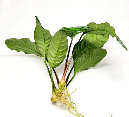 Anubias Coffeefolia Aquarium Plant