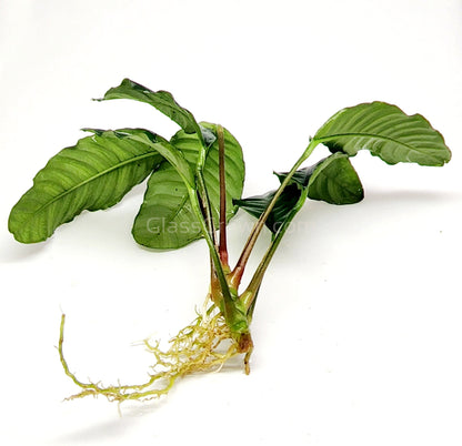 Anubias Coffeefolia Aquarium Plant