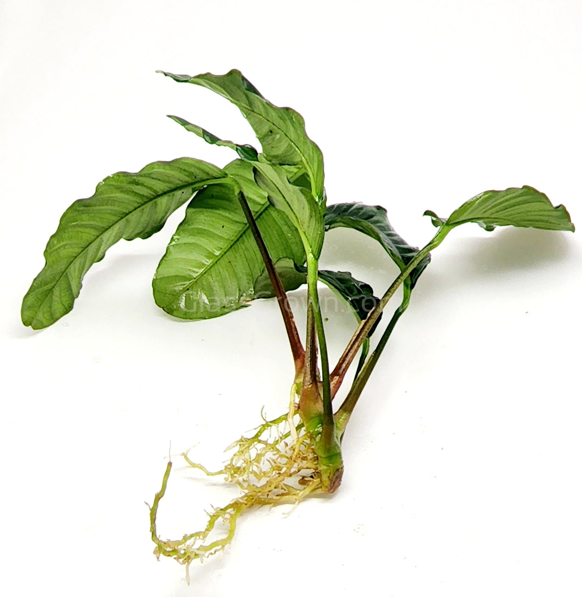 Anubias Coffeefolia Aquarium Plant