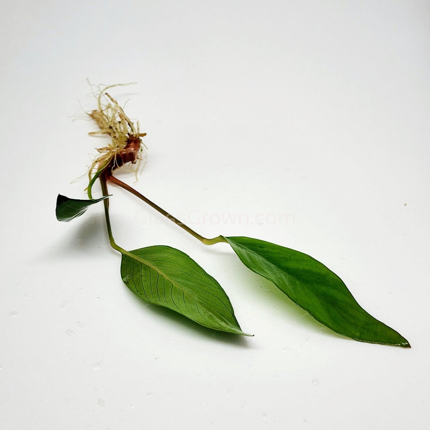 Anubias Frazeri Aquarium Plant