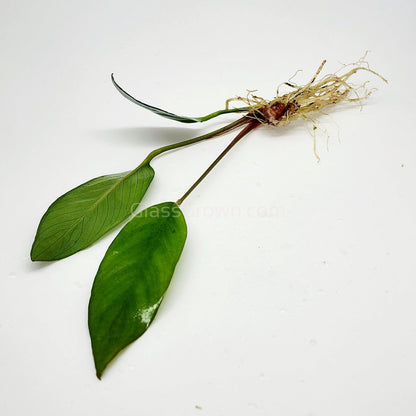 Anubias Frazeri Aquarium Plant