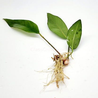 Anubias Frazeri Aquarium Plant