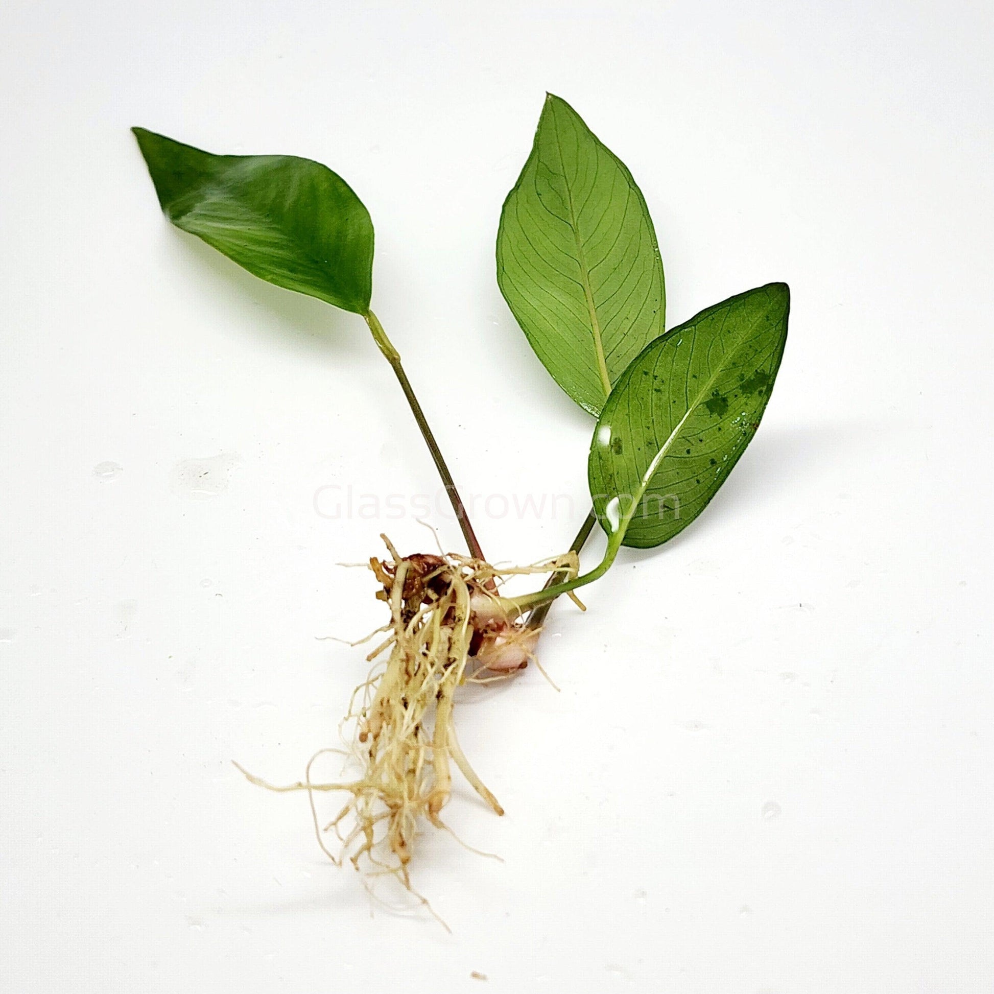 Anubias Frazeri Aquarium Plant