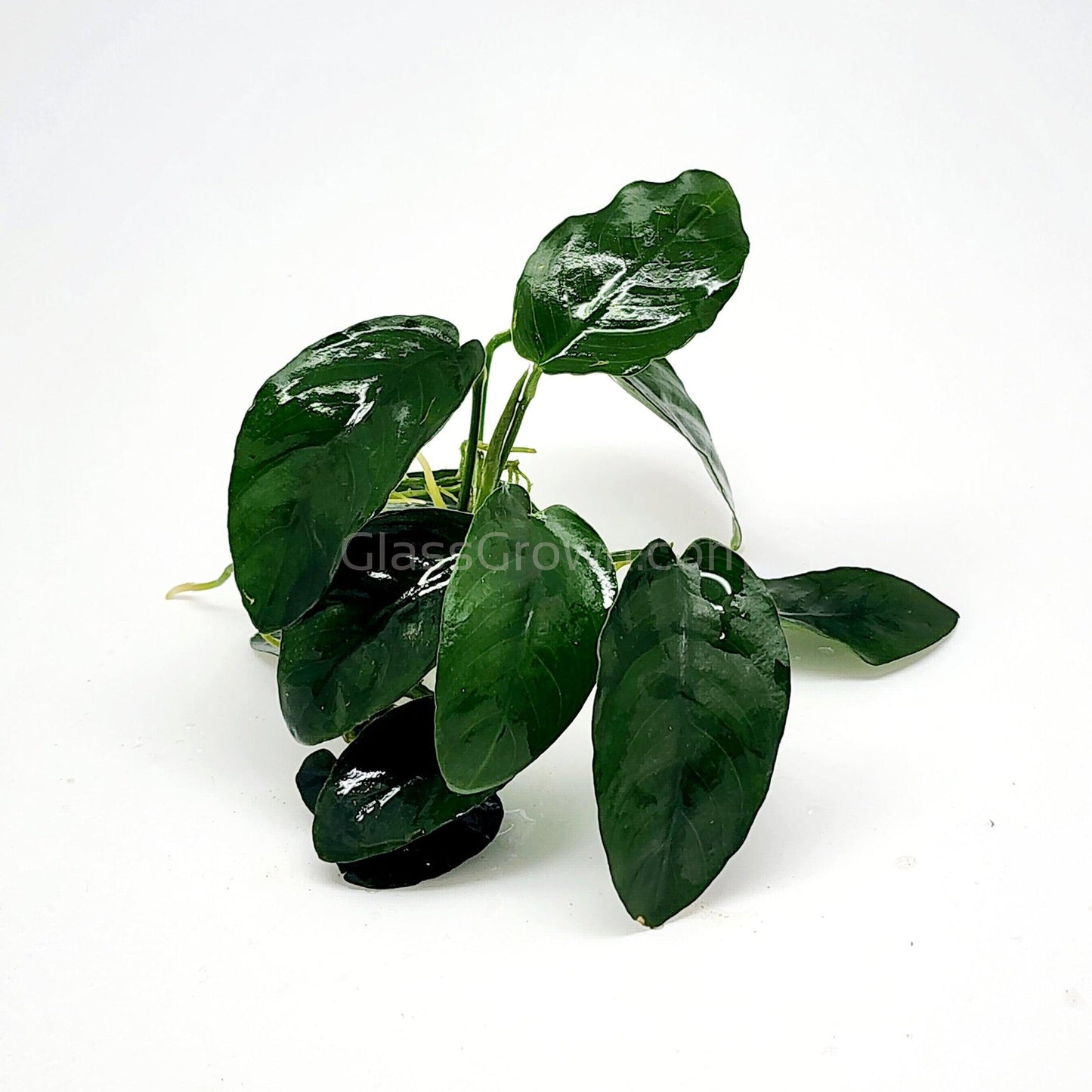 Anubias Nana Aquarium Plant