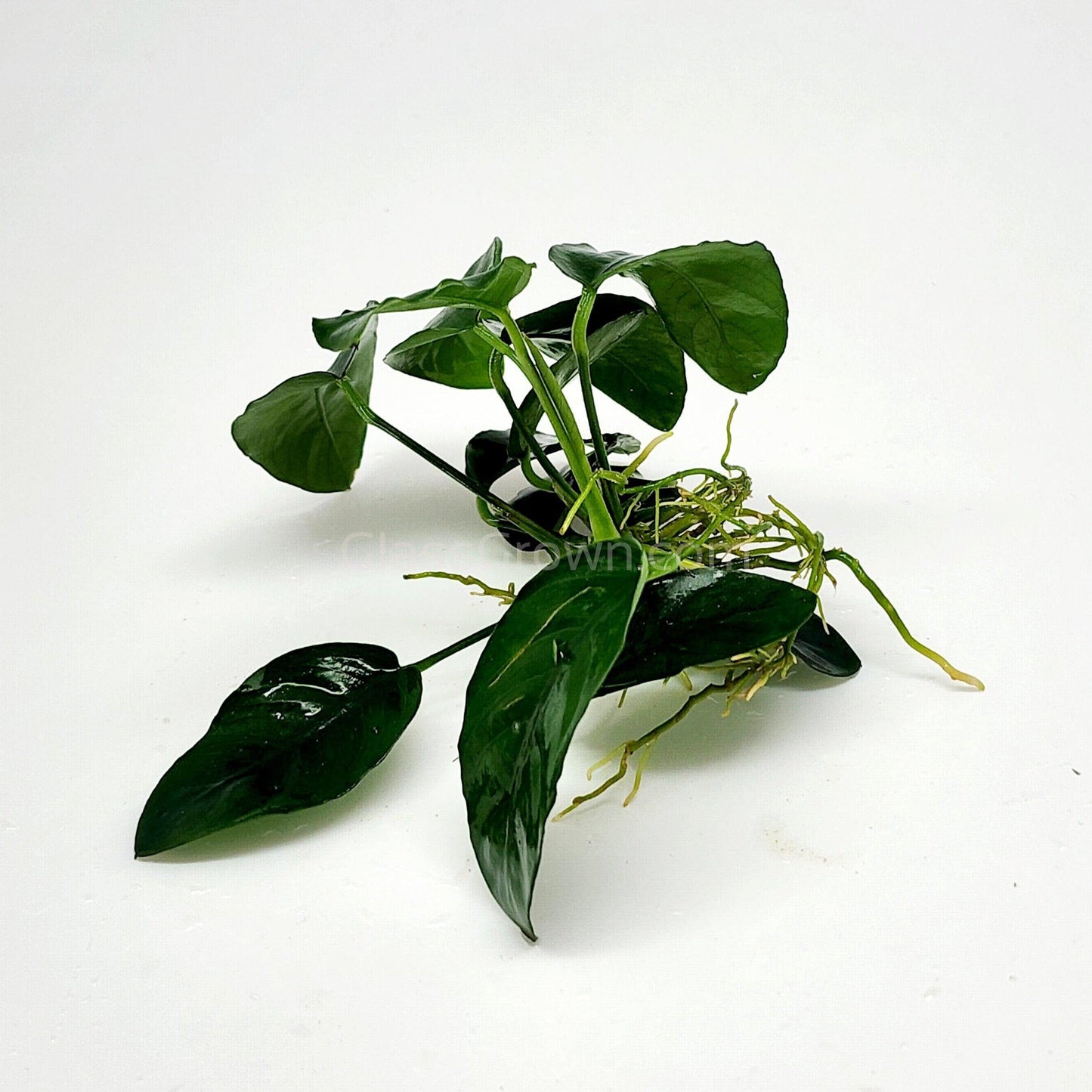 Anubias Nana Aquarium Plant