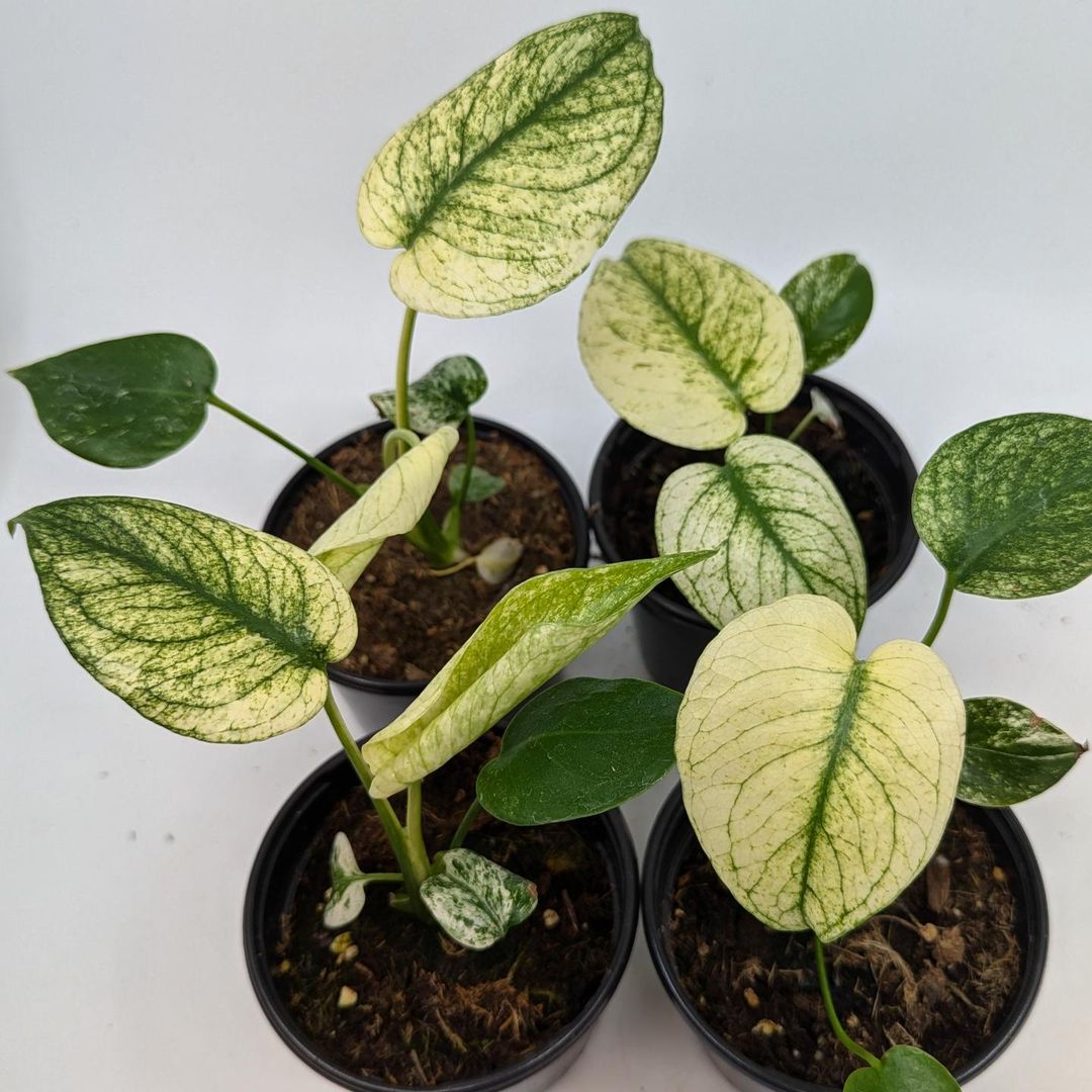 Well-Rooted Acclimated Variegated Monstera White Monster Plant