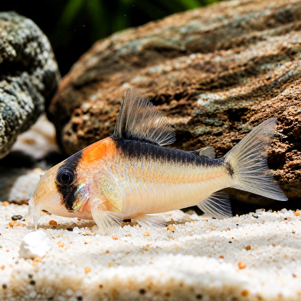 Adolfoi Cory Catfish – Corydoras Adolfoi