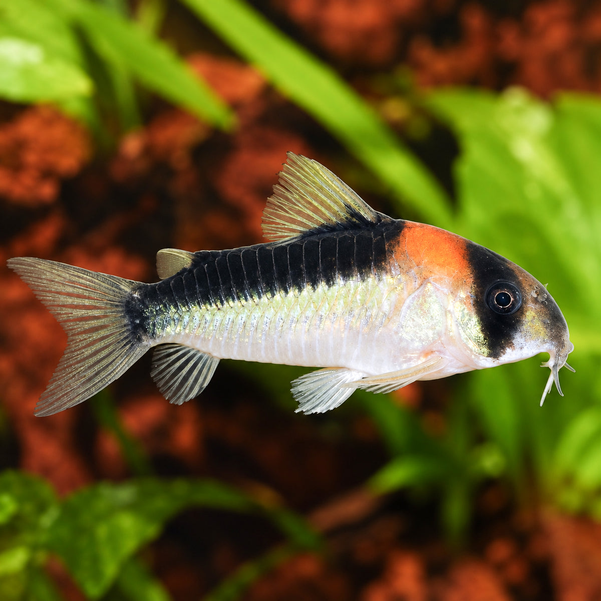 Adolfoi Cory Catfish – Corydoras Adolfoi